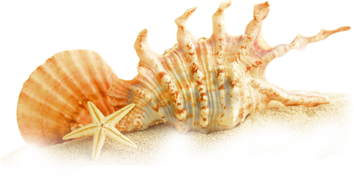 big shell