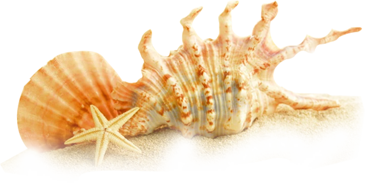 big shell